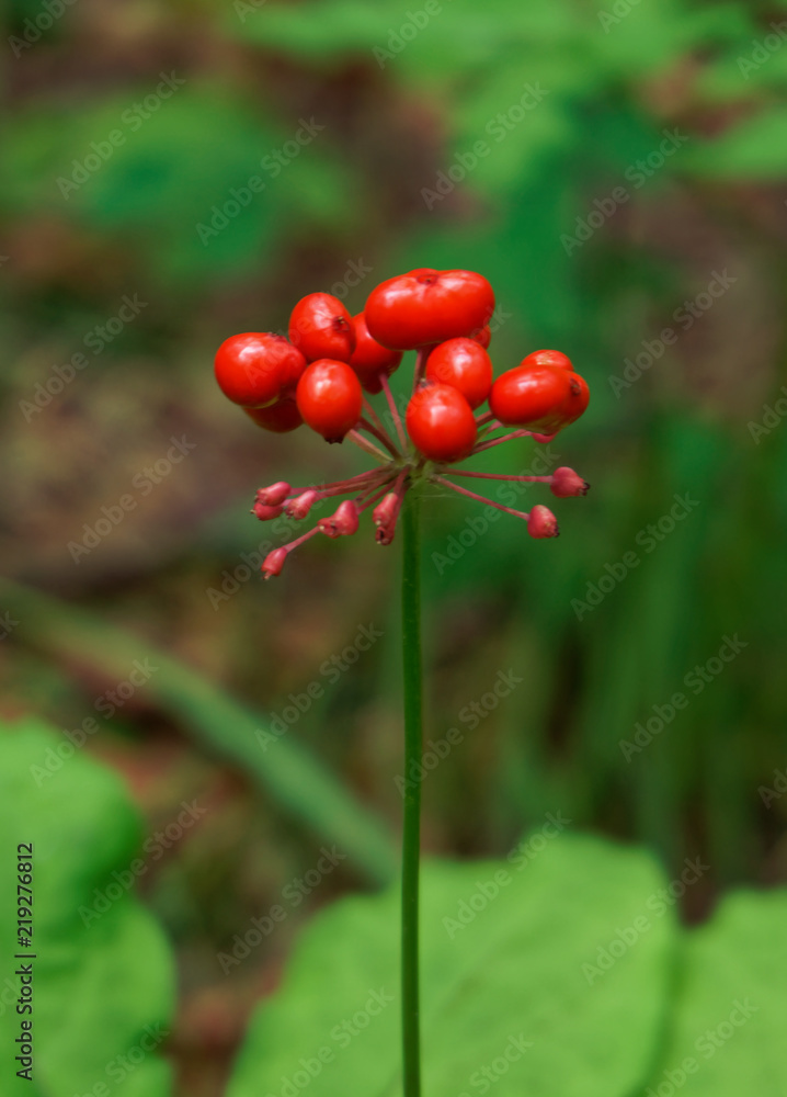  Wild ginseng with berries. A close up of the wild most famous medicinal plant ginseng (Panax ginseng).            