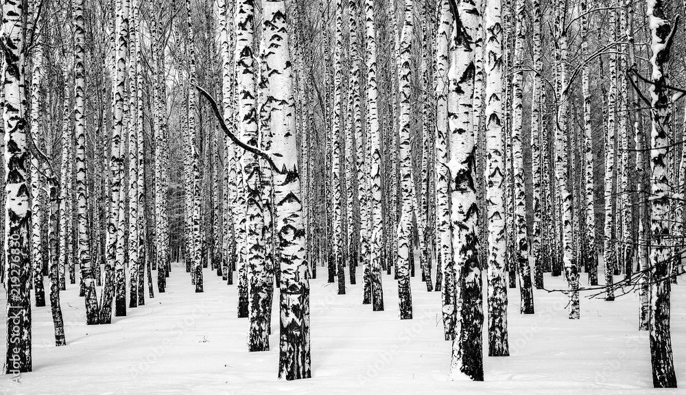 Obraz premium Zimowe śnieżne brzozy czarno-białe