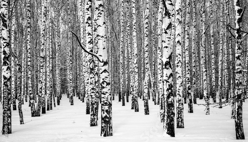 Winter snowy birches black and white
