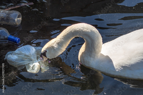 Swan looking for food