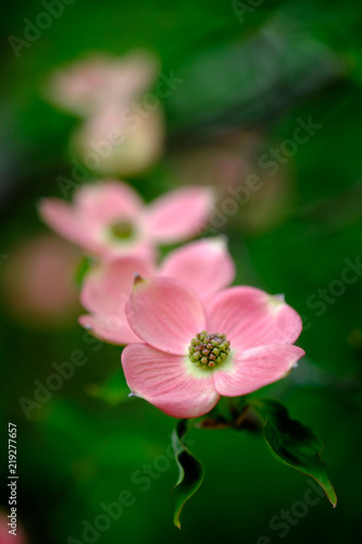 Dogwood © Alan