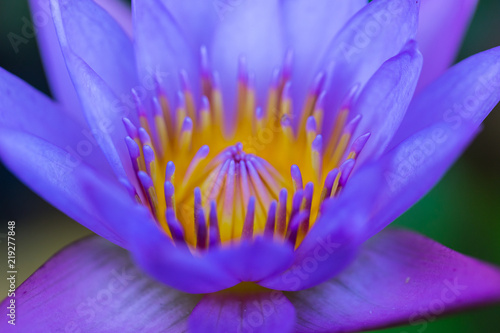 Closeup picture of a lotus with water drops.