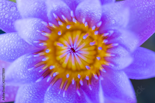 Closeup picture of a lotus with water drops.