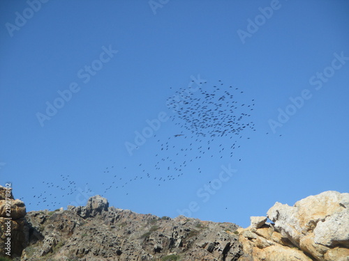 Cap de Creus Cataluña bandada de pájaros