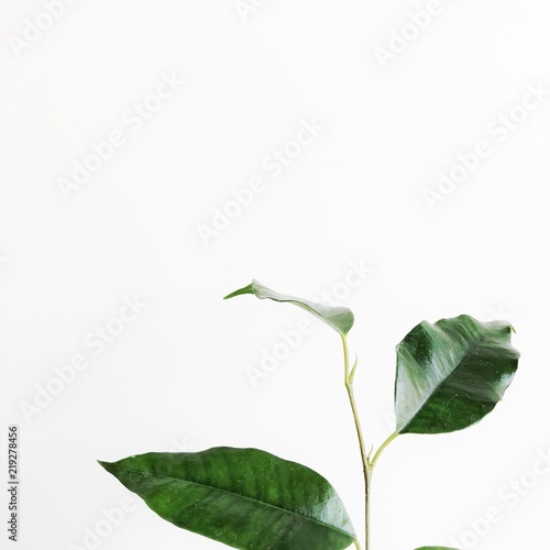 plant white background