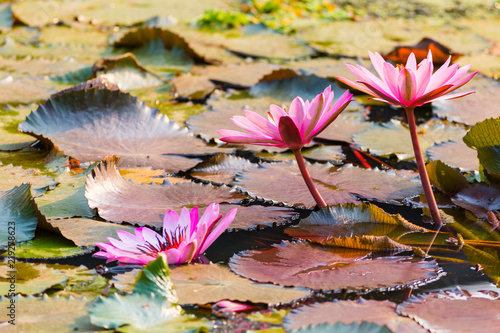 lotus flower in the pool..