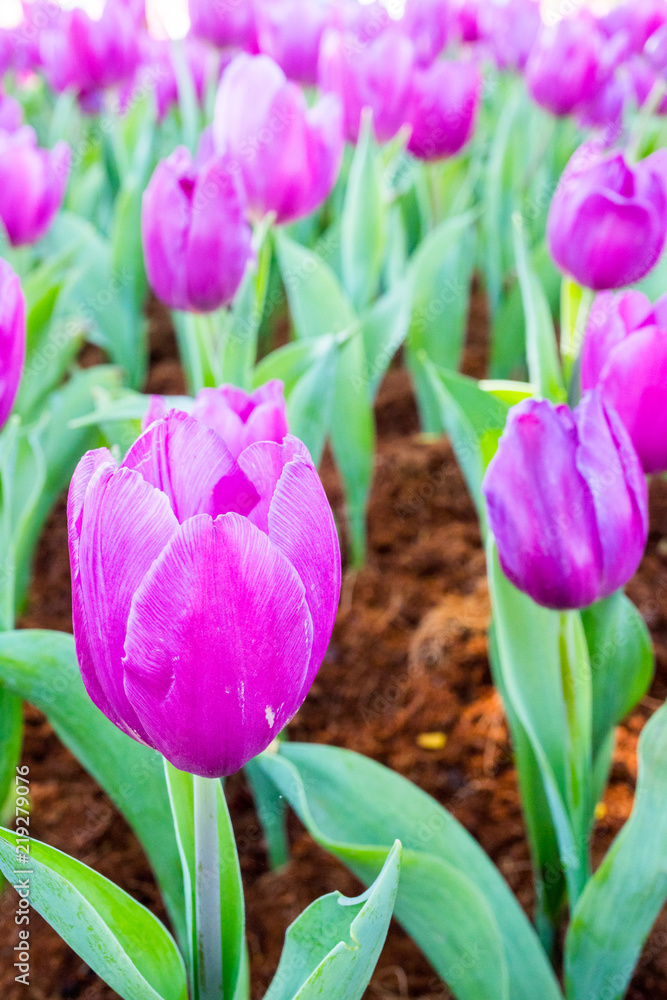 Purple tulips in spring Purple tulips in spring