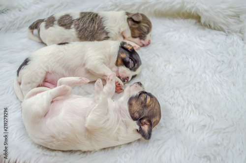 Shih Tzu puppies are sleeping on white fur. © supatthanan