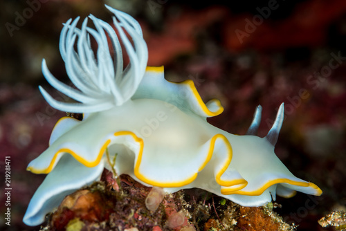 ardeadoris Rudman nudibranch sea slug