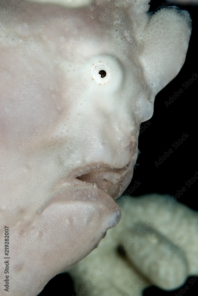 Obraz premium giant white frogfish head closeup