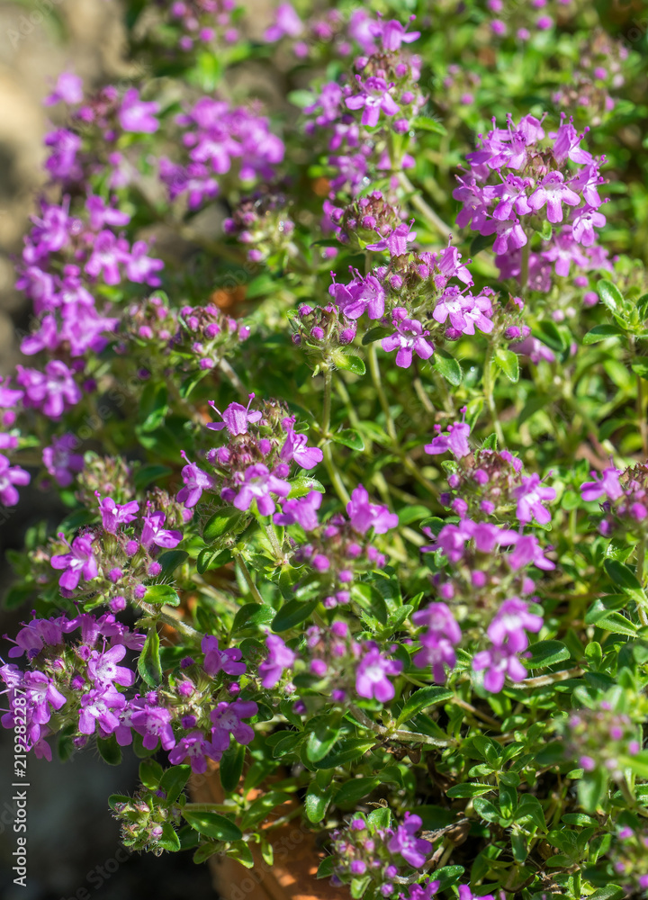 Closeup of flowering Breckland thyme plant (Thymus serpyllum) growing in a pot Closeup of flowering Breckland thyme plant (Thymus serpyllum) growing in a pot