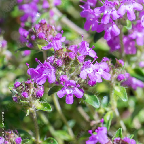 Closeup of Breckland thyme flowers  Thymus serpyllum 