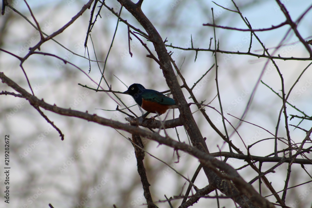 Naklejka premium tzavo