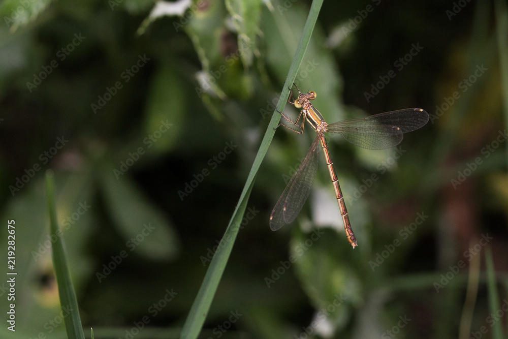 Dragonfly - Lestes barbarus, resting on the grass with spread wings.