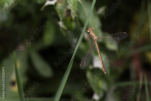 Dragonfly - Lestes barbarus, resting on the grass with spread wings. © Dickov