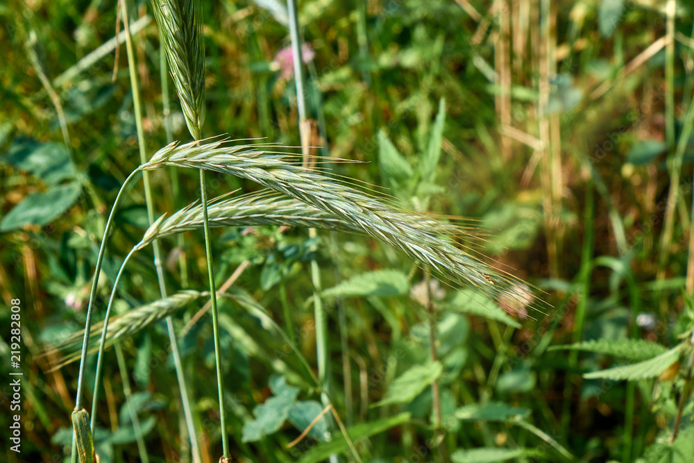 Fototapeta premium Green wheat close-up under sunlight harvest season background