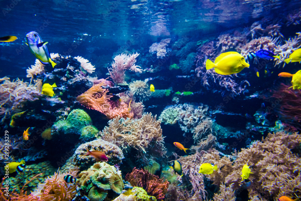 beautiful underwater world beautiful underwater world