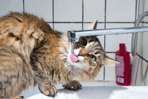 Young cat drinks water from a tap.