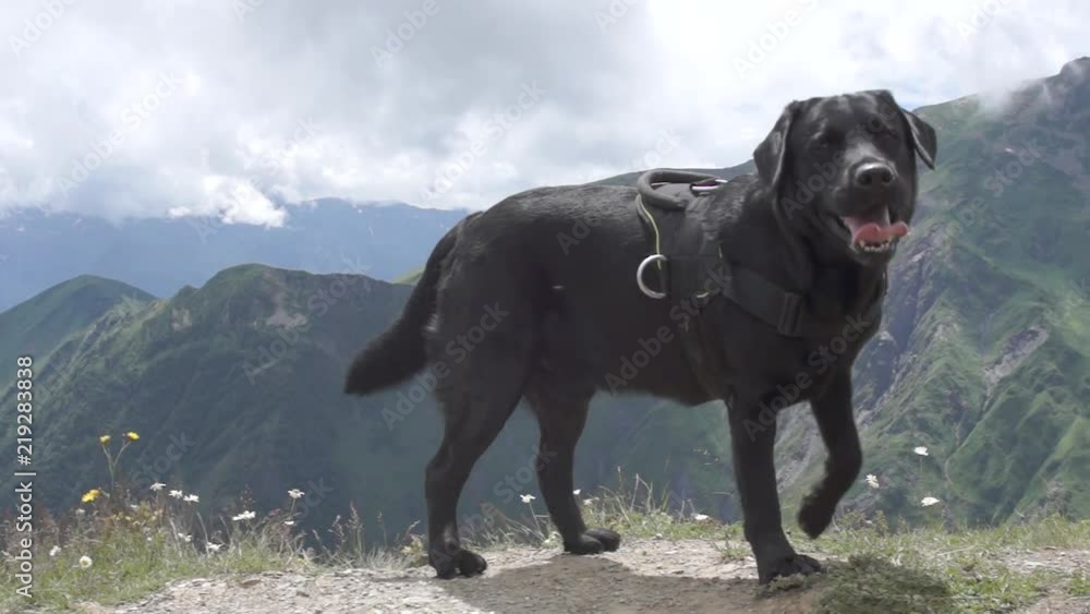 black labrador retriever dog climbs to the top of Ushba mountain. travel with a dog. hiking in the mountains black labrador retriever dog climbs to the top of Ushba mountain. travel with a dog. hiking in the mountains