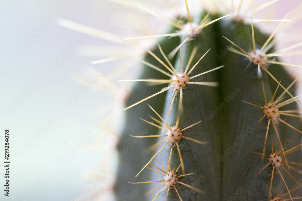 Cactus thorns. Macro cactus thorns