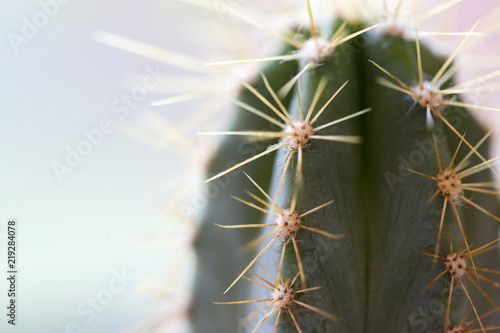 Cactus thorns. Macro cactus thorns