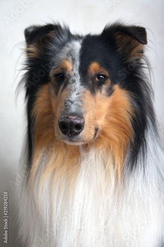 hund ,Collie,,haustier,blue merle,shetland sheepdog, schäferhund, canino,breed,portrait,hübsch,weiß,säugetier,fell,raur,ahnentafel,pelzig,einheimisch,reinrassig,kleines mädchen,hütehund,maulkorb,