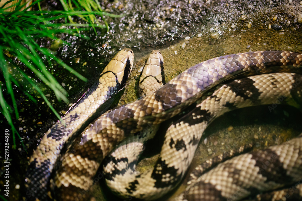 Obraz premium Close-up picture of dangerous grown up python