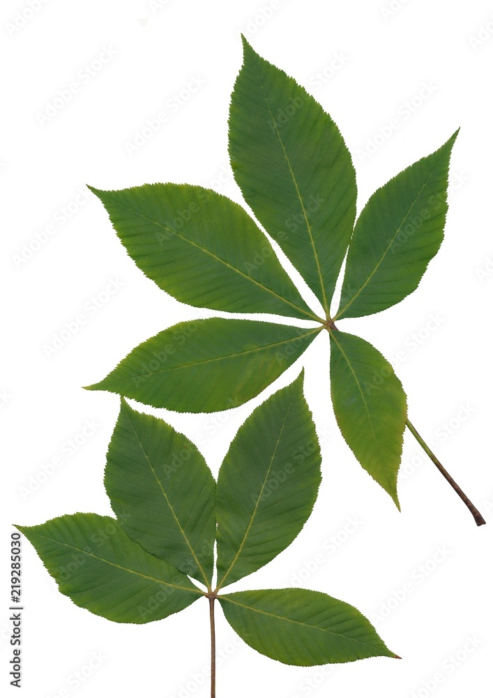 green leaves of pink chestnut tree close up green leaves of pink chestnut tree close up