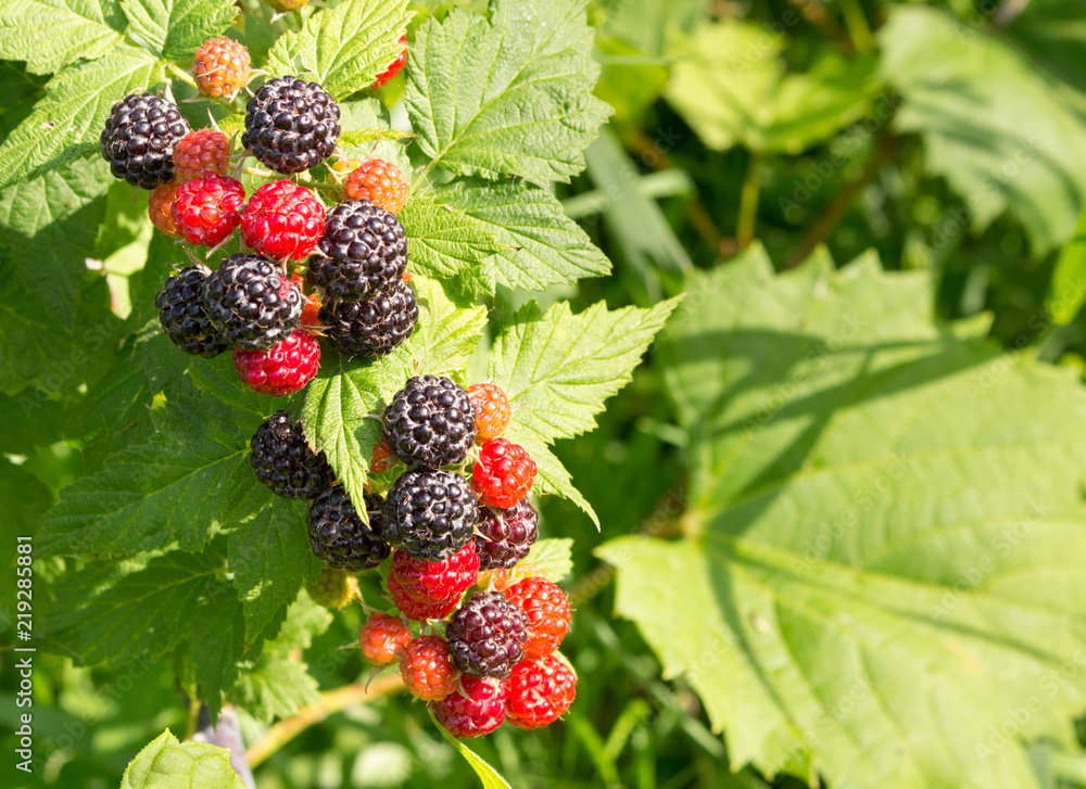 Delicious, ripe wild black raspberries, closeup on a green leafy background. Wild organic edible fruit native to North America, Rubus occidentalis Delicious, ripe wild black raspberries, closeup on a green leafy background. Wild organic edible fruit native to North America, Rubus occidentalis