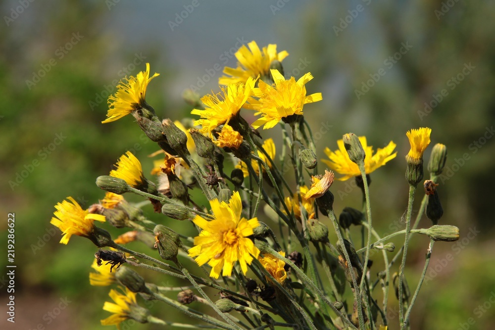 yellow flowers of hawksbeard wild plant yellow flowers of hawksbeard wild plant