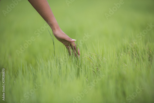Woman's hand touching the green grass