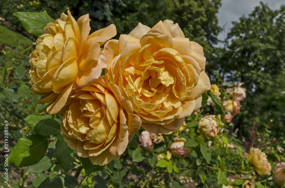 Twig fresh yellow rose bloom flower in the natural old West park, Sofia, Bulgaria Twig fresh yellow rose bloom flower in the natural old West park, Sofia, Bulgaria