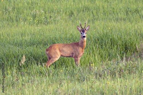 Roe deer (Capreolus capreolus), male
