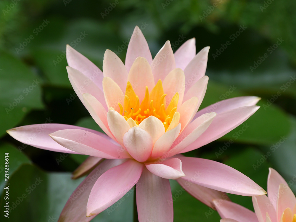 Seerose Seerose