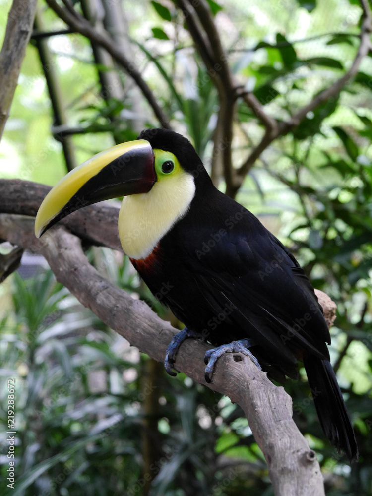 Naklejka premium Tucan