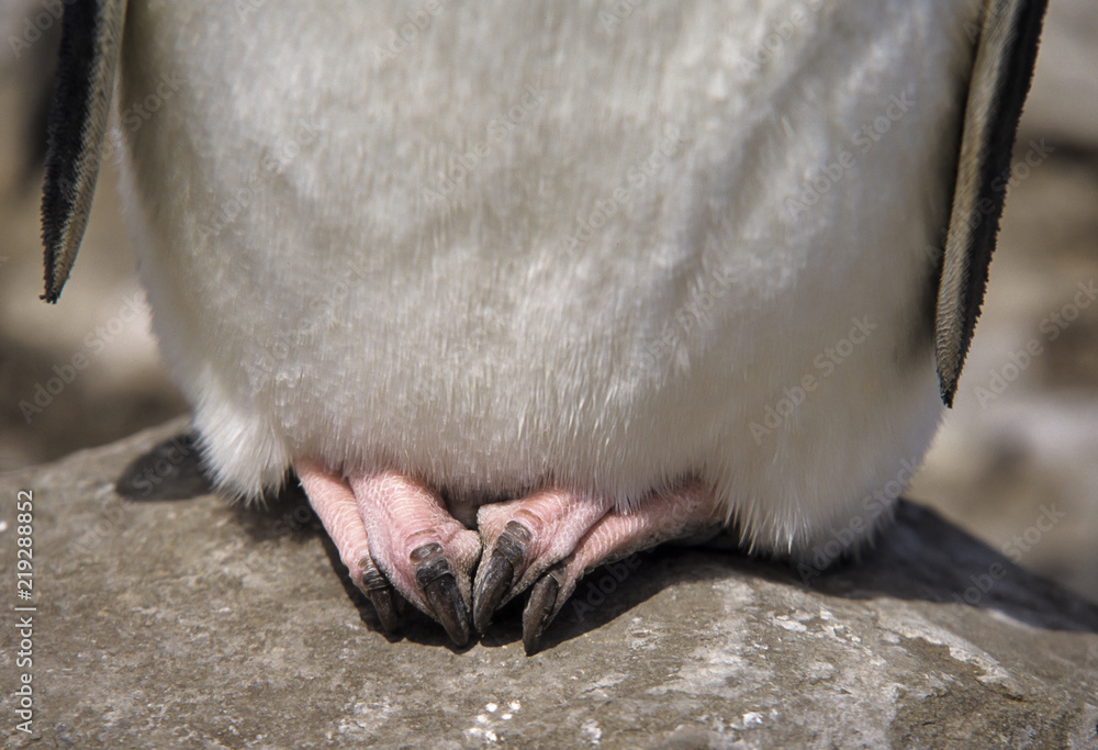 Obraz premium Gorfou huppé, Manchot gorfou sauteur, Eudyptes sclateri, Erect crested Penguin