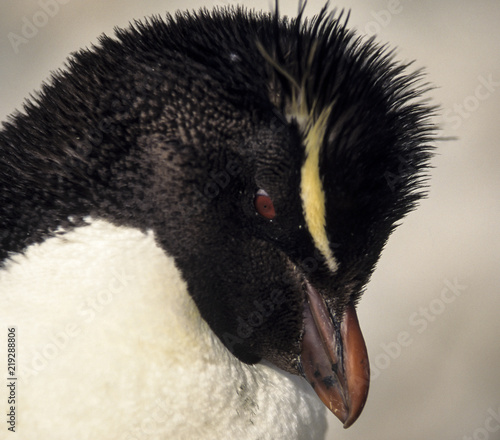 Gorfou huppé, Manchot gorfou sauteur, Eudyptes sclateri, Erect crested Penguin photo