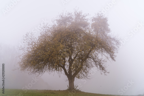 Single tree in the autumn mist