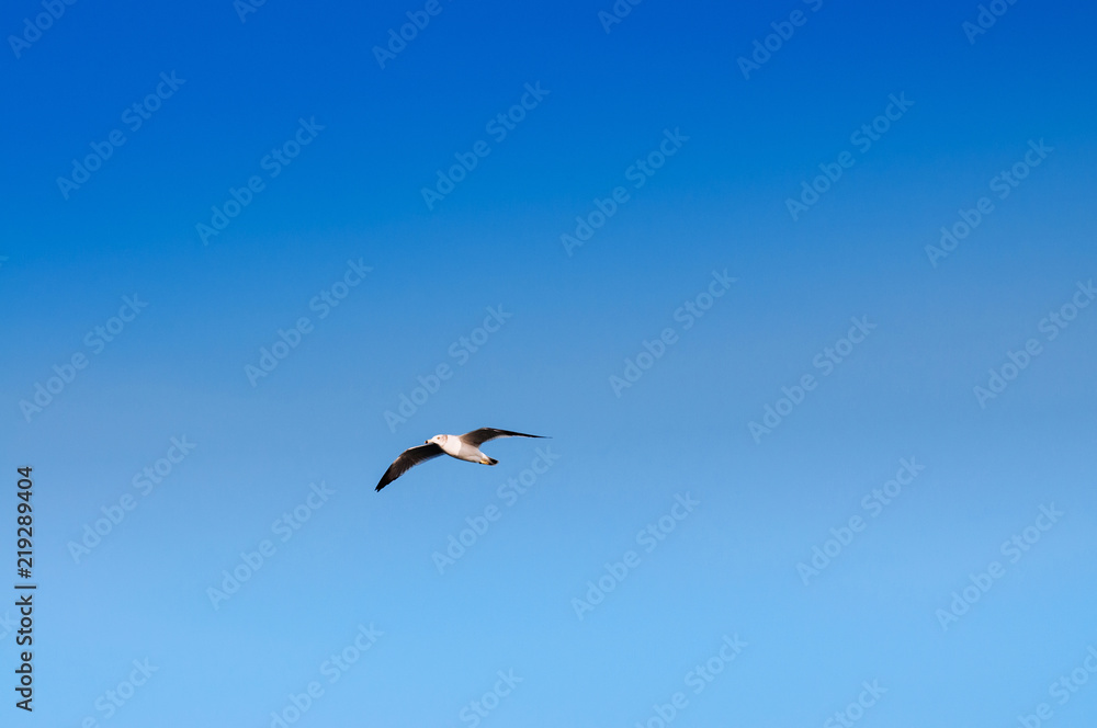 White seagulls flying over Yeosu harbor against clear blue sky White seagulls flying over Yeosu harbor against clear blue sky