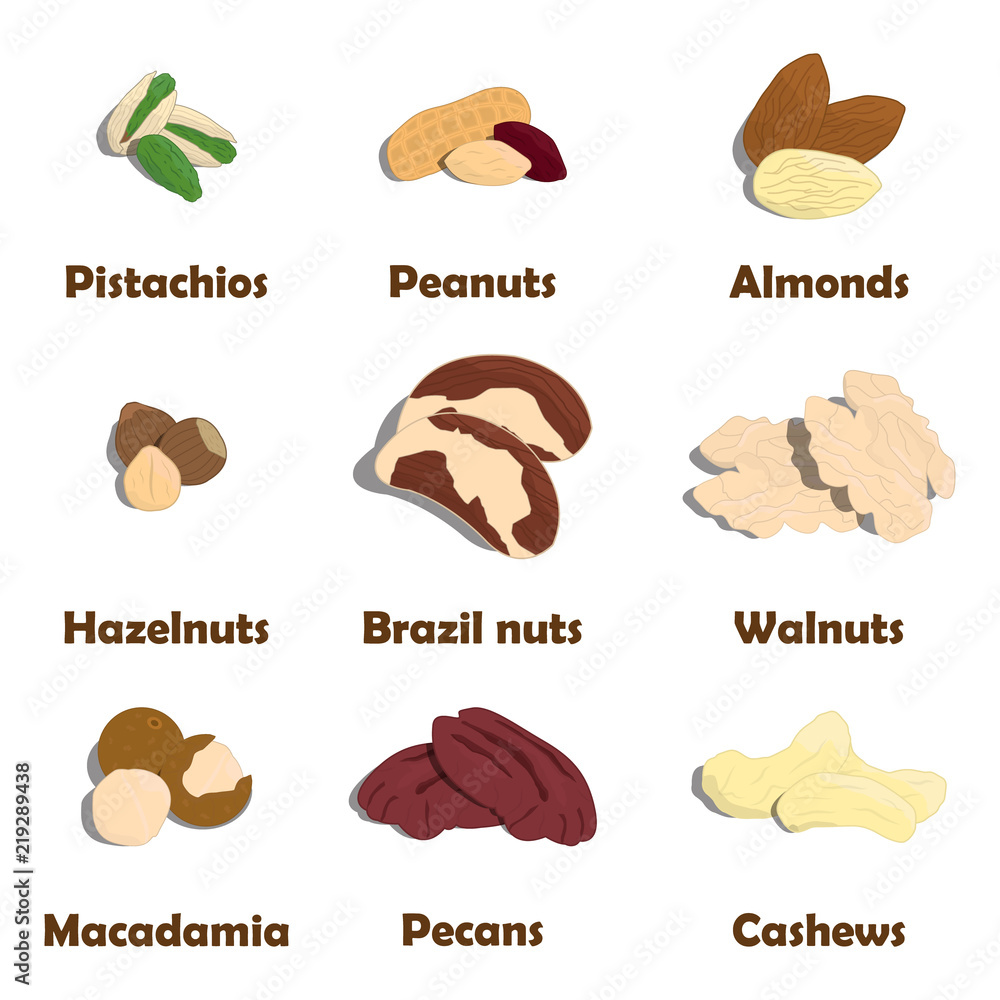 Nuts icon set. Pistachios, Almonds, Peanuts, Brazil nuts, Walnuts, Macadamia, Pecans, Cashews and Hazelnuts. Vector. 