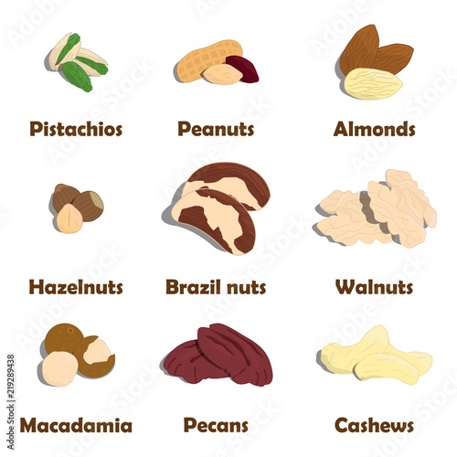 Nuts icon set. Pistachios  Almonds  Peanuts  Brazil nuts  Walnuts  Macadamia  Pecans  Cashews and Hazelnuts. Vector. 
