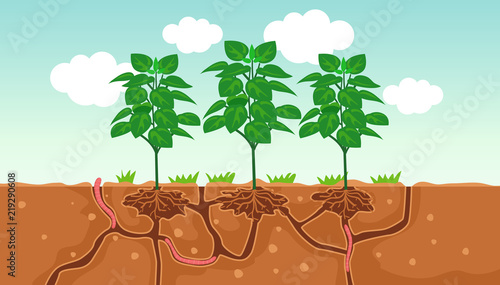 Plant Soil Worm Air Water Passage Illustration