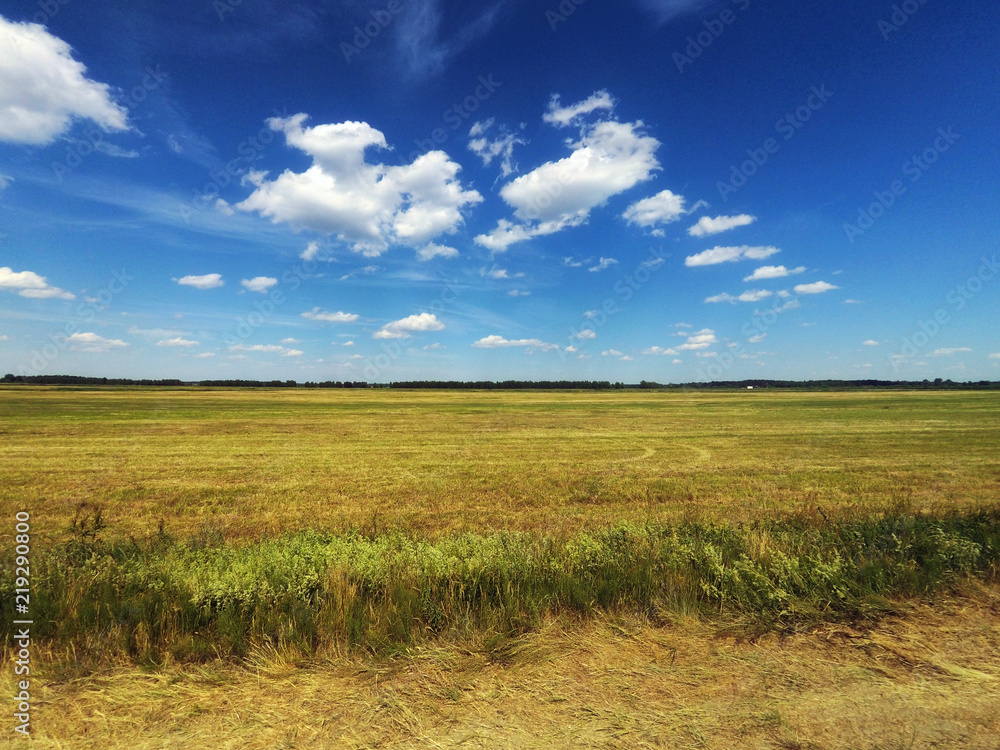 Beautiful bright landscape of the summer field, sown with green grass with trees on the horizon and a bright blue sky with clouds Beautiful bright landscape of the summer field, sown with green grass with trees on the horizon and a bright blue sky with clouds