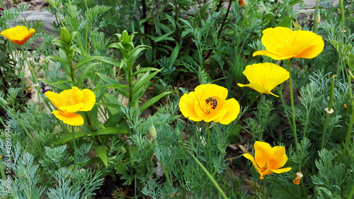 Fototapeta Naklejka Na Ścianę i Meble -  poppy flowers and honeybee