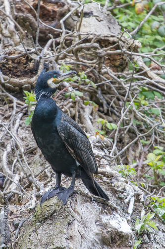 Photo of a Cormorant standing on a fallen tree