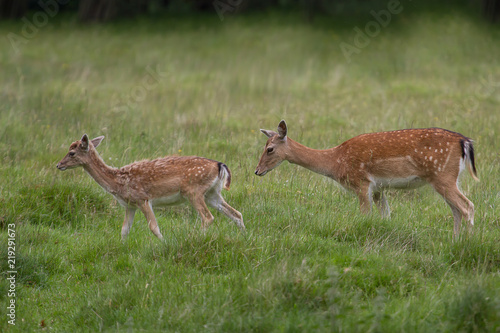 Fototapeta Naklejka Na Ścianę i Meble -  photo of a pair of female Fallow deer walking in green pasture