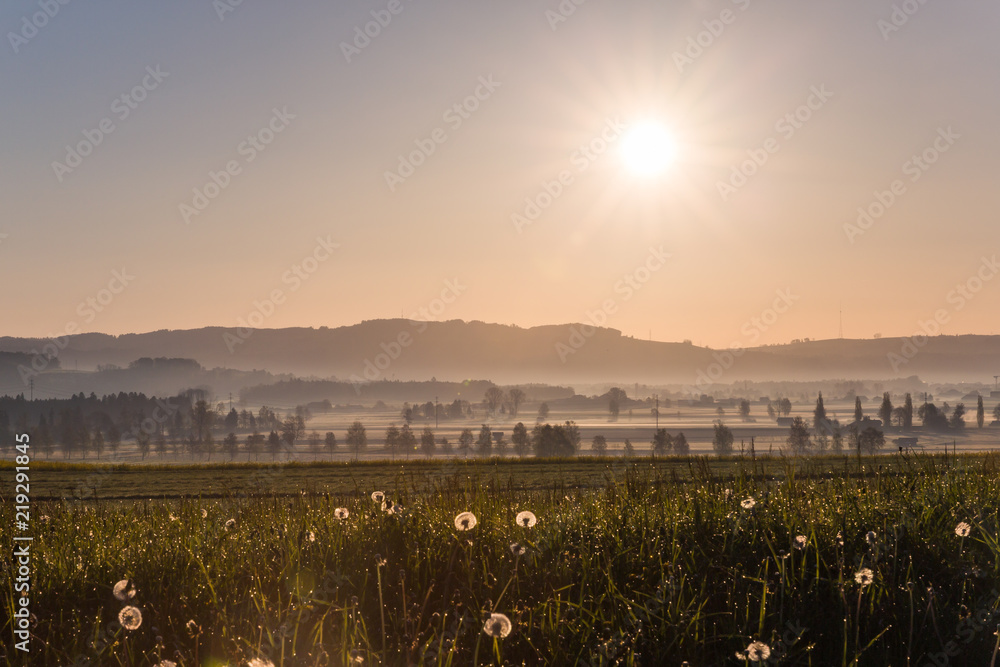 Sunrise over Dandelions and Countryside Fields with Dew Drops in Spring.