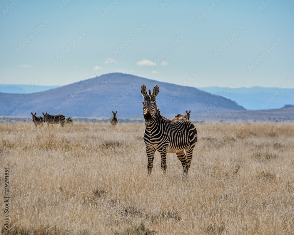 Obraz premium Cape Mountain Zebra