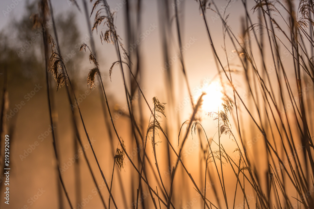 Sunrise Through High Wild Grasses in Misty Morning in Spring. Sunrise Through High Wild Grasses in Misty Morning in Spring.