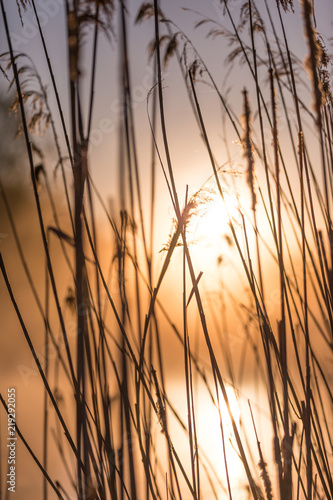 Sunrise Through High Wild Grasses in Misty Morning in Spring.